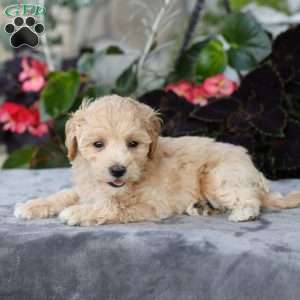Cooper, Bich-Poo Puppy